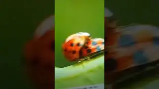 ПК за 5т.р для видео 4к