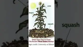 Pawpaw Sharing Info w/all Gardeners. Click&Watch FLV #shorts @PawpawSammyAlyBug
