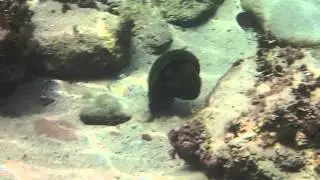 Moray eel vs octopus