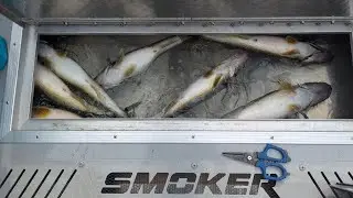 August 7th Lake Erie Walleye Fishing Report
