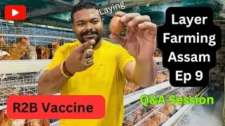 Ep-9 About Layer Farming Assam / R2B Vaccination&rsquo;s Full Guide For Newcastle disease / Q&A Session