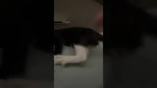 Tried to tickle my cat.. and then this happen