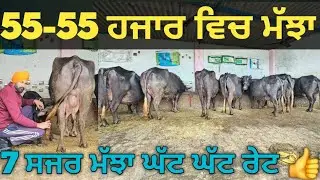 ਜਾਇਜ ਰੇਟ 6 ਮੱਝਾ ਵੀਕਾਓ। Buffalo for sale/vadiya farm/5-1-26