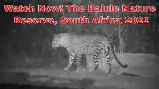 Balule Nature Reserve, South Africa 2021