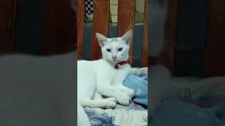 Yaaaawwwnnn~ #cat #shorts