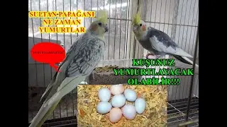 Sultan Papağanı Yumurtlama Belirtileri