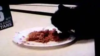 Dougal the hungry kitten meets Jim