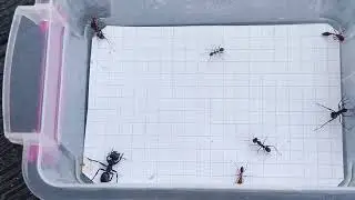 Epic Ant Battles. 8 genus / родов. В честь/In honor of 5000 subscribers/подписчиков