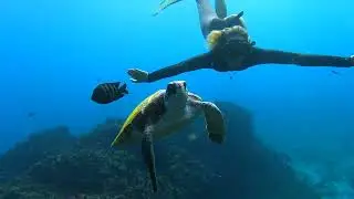 Julian Rocks Snorkeling Tour Byron Bay - Out Of The Blue Adventures 2022