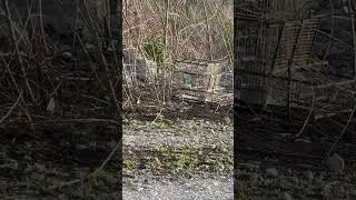 Cardenal norte&ntilde;o peleando