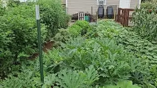 The best Zucchini plant to grow Mexicana Zucchini.