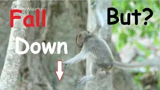 Opp! Baby Dustin Fall Down From The Tree But.......? What Happened Baby Dakota?