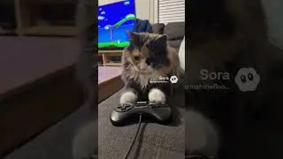 My Cat Is Addicted to SEGA Games 😂🎮 | Retro Gaming Cat
