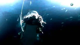 Shark Week - How Sharks Hunt | Tiger Sharks at Night