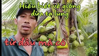 C&aacute;ch để giống dừa ta l&ugrave;n trồng tại nh&agrave;, giống dừa ta l&ugrave;n ở đ&acirc;u c&oacute;,  kinh nghiệm trồng dừa.