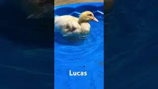 #duck #pets #babyducks #fyp #shorts #animals  #swimmingduck #youtubeshorts #like #comment LUCAS