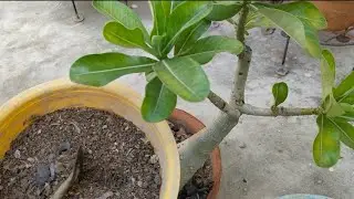 OCTOBER E ADENIUM PLANTS ER CARE||