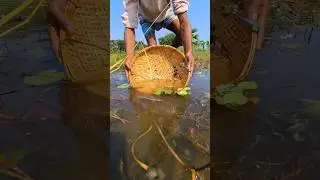 Mean kori pidutham #short #youtube #fishing