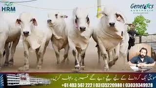 Important Message for Beef Farmers &ndash; Stay Away from Market Rumours!