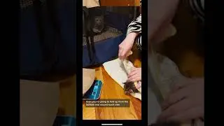 how to wrap a kitten purrito
