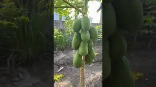 A Beautiful Backyard Garden Harvest | Nature, Plants & Fruits