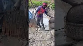 Hand-Harvesting Fish from a Muddy Pond