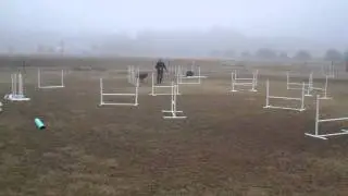 Dog Max Inc agility Class Nov 23, 2010e