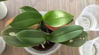 【19016】给蝴蝶兰施肥，分别用了海藻水和兰花专用肥 //静姐说花 27