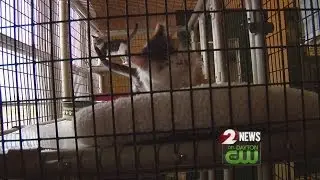 Residents, city leaders discuss cat controversy
