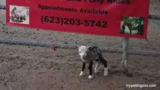 Sheep Goat Hybrid