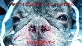 『短吻犬呼吸道症候群』台大慈仁動物醫院