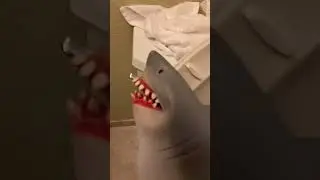 shark puppet gets locked in bathroom
