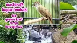 Auto masuk materi kapas tembak dan terapi gemericik air #kicau #masteranjernih #murai #kapastembah 