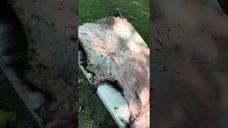 🐻DIY Bear Hide Preservation