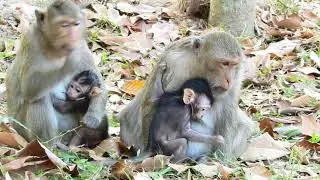 Baby Monkey DouDou And Bono Like Playing When Eating Melon Fruit.#022