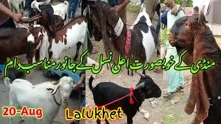 lalukhet Sunday Bakra mandi latest update| 20-Aug-2023| bakra mandi| goat farm kamori gulabi teddy|