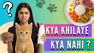👉 Kittens Ko Kya Khilana Chahiye / Kya Nahi | 🐾Kitten Feeding Guide (0-6 Months) | 🍼Food Explained