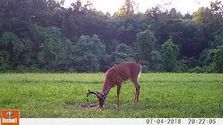 BUCK 2018 0704p  Cam35 VID0033 Nice Big Buck
