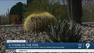 Stolen cacti and plants: How to prevent it