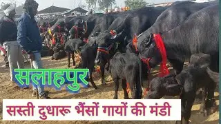 Salahpur Pashu Mandi | Sale Murra Buffalo | Haryana bhens 