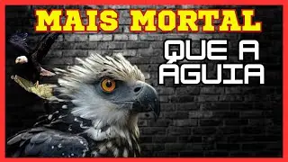 COMO &Eacute; O MAIOR PREDADOR DO BRASIL..? AVE MORTAL.#predadorbr #aves