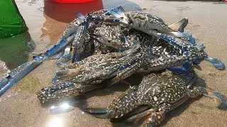 退潮后海边蟹潮泛滥，阿文抓一桶回家整海鲜大餐，一家人吃爽了