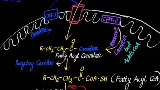 Fatty Acid Breakdown Made Simple | Beta-Oxidation Explained