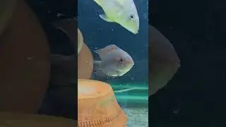 #trending #reels #shorts #fish #turtle #video #funnyvideo #animals #vlog