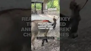 Real-life donkey that inspired animated &lsquo;Shrek&rsquo; character dies at 30