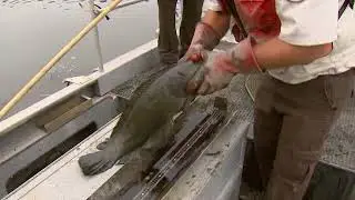 Snakehead (Channa Argus) Electrofishing |Indian Head, Maryland | USFWS/NCTC