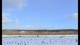 Goose Hunting In New York; March 9, 2008