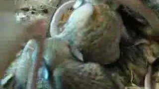 Young Jaculus orientalis 2
