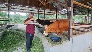 PROSPEK CERAH TERNAK SAPI DI KALIMANTAN UTARA! LAHAN LUAS, IKLIM MENDUKUNG, RUMPUT SEGAR MELIMPAH!