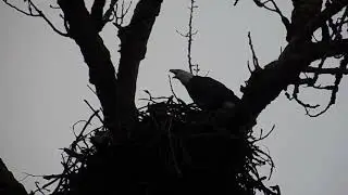 Strange Bald Eagle in Nest Behavior #eagles #birds #birdcall #nature #baldeagle